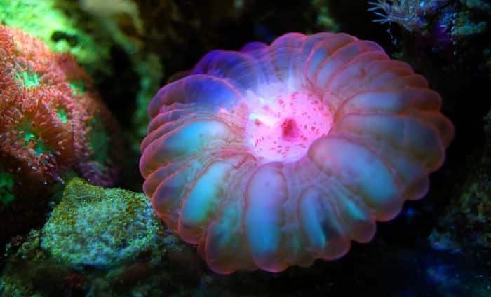Corales 