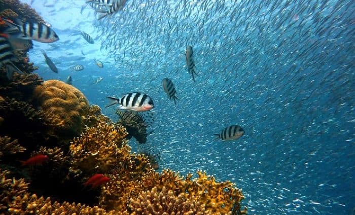 ecosistema marino