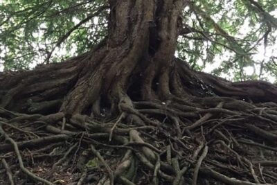 organofrafia vegetal