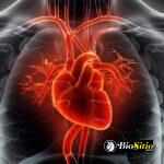 cardiologia