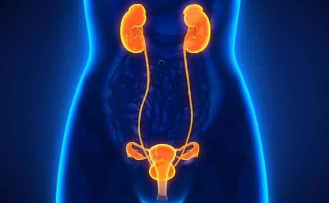 sistema urinario femenino 