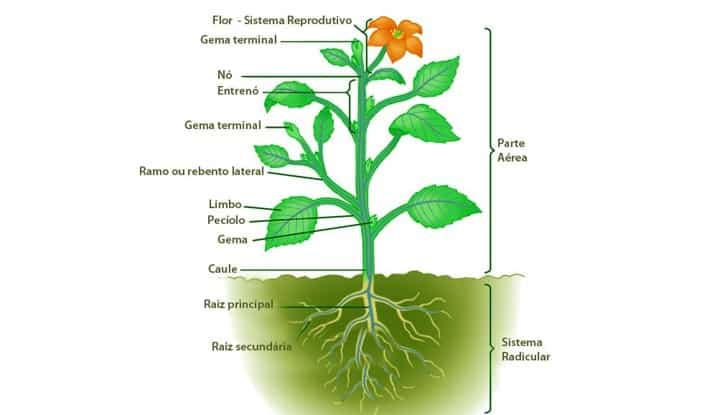 anatomia vegetal