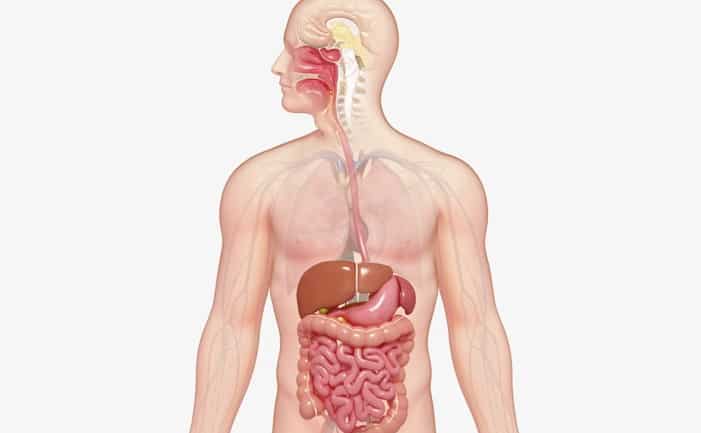 organos del sistema digestivo 