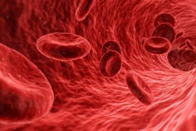 sistema inmunologico