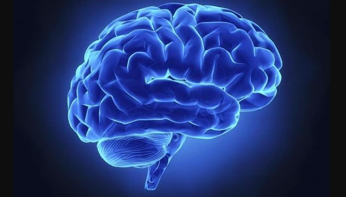 anatomia del encefalo