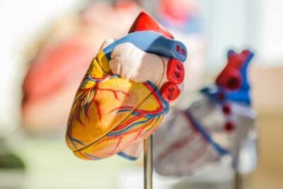 sistema cardiovascular