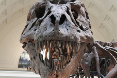 ciencia paleontóloga