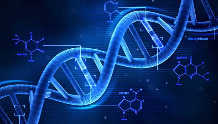 diferencia entre los acidos ADN y ARN