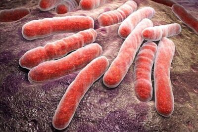 ejemplos del reino monera