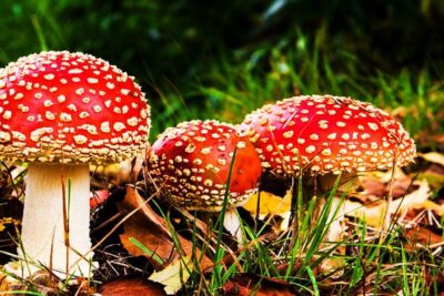 Importancia del reino fungí