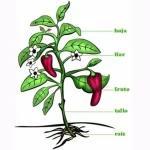 morfología vegetal