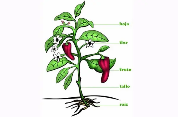 morfología vegetal