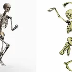 Osteología