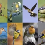 Ornitología