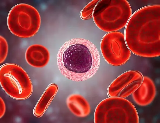 fisiología de las células sanguíneas