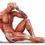 Fisiología muscular