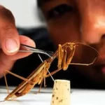 Entomología Industrial
