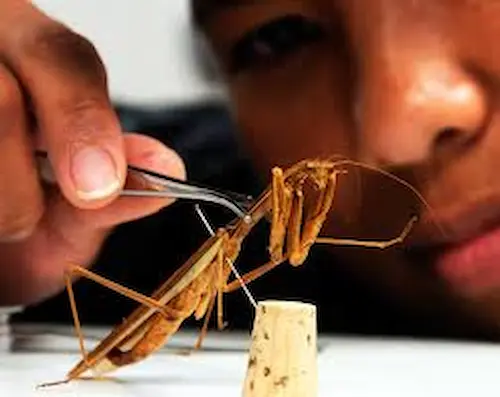 Entomología Industrial
