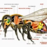 Fisiología de los insectos