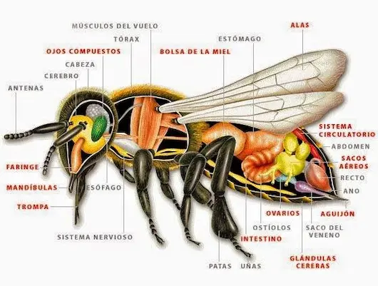 Fisiología de los insectos