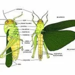 Morfología de los insectos