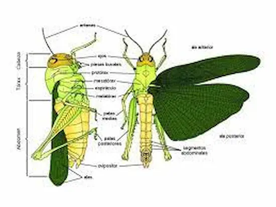 Morfología de los insectos