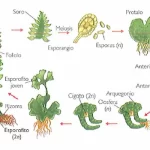 embriología vegetal