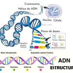 El ADN