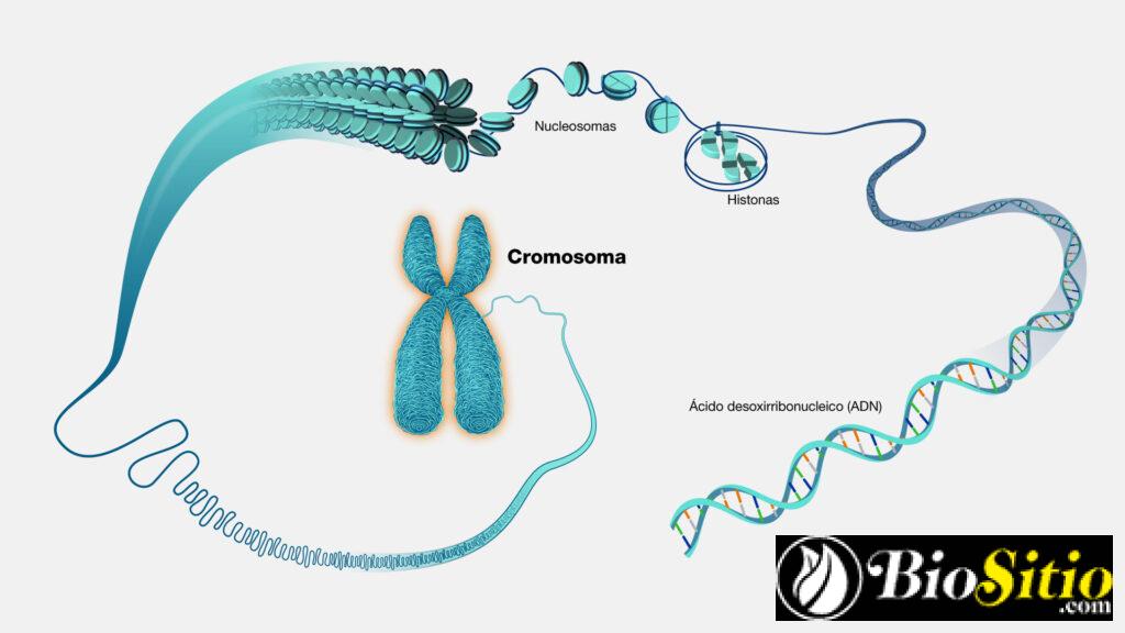 Los Genes Y Los Cromosomas
