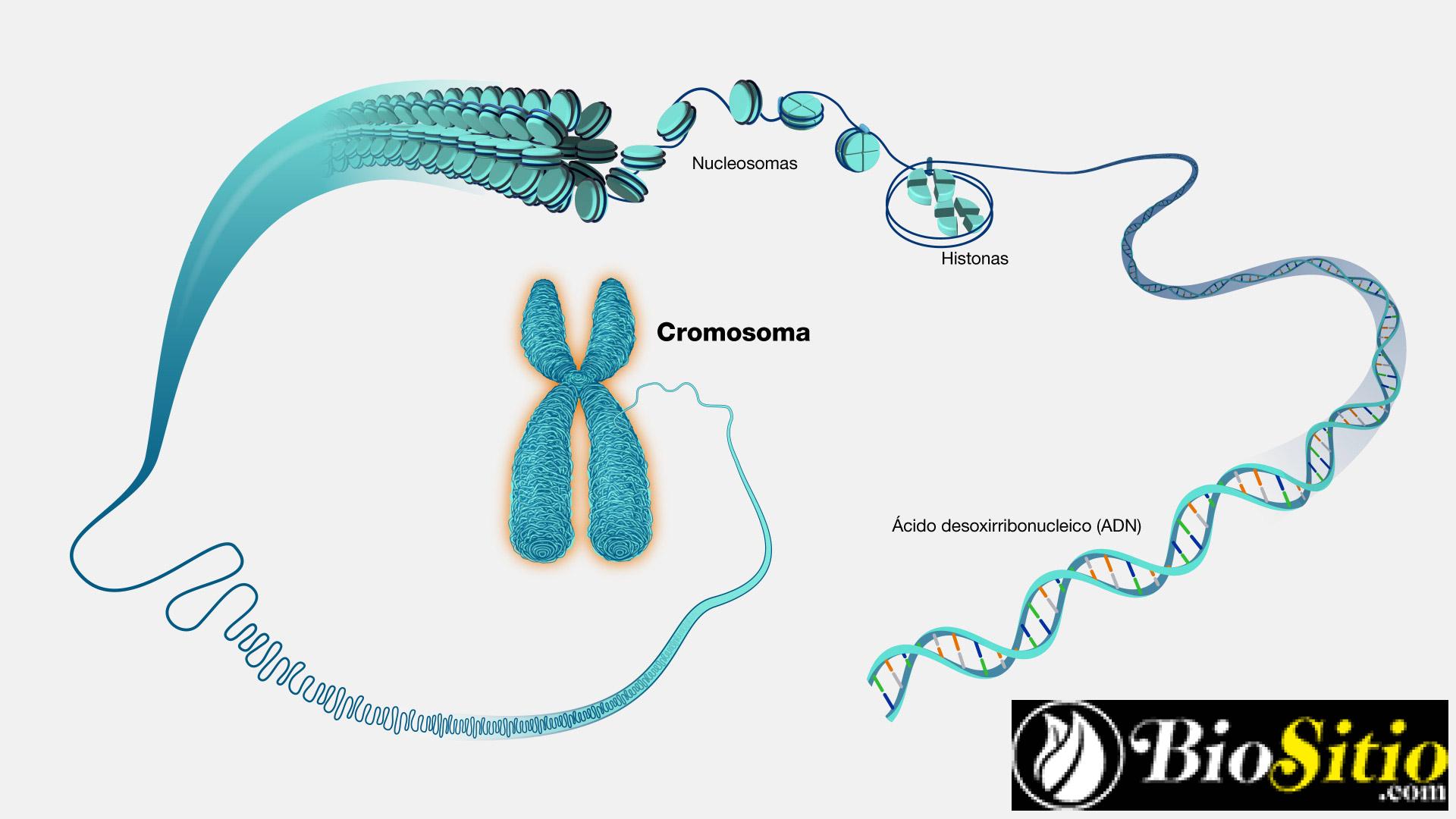 Los Genes Y Los Cromosomas
