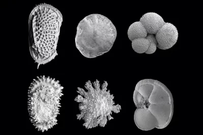 Micropaleontología Marina