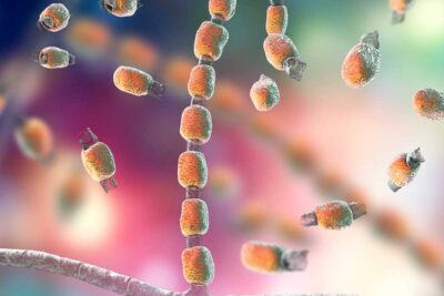 Coccidioides Immitis