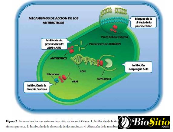 Fisiología Microbiana
