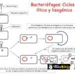 genética microbiana