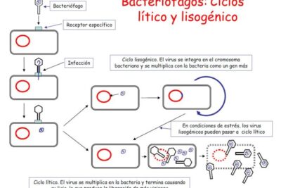 genética microbiana