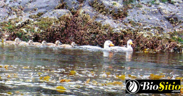 La Etología De Las Aves: Comprendiendo Su Comportamiento único