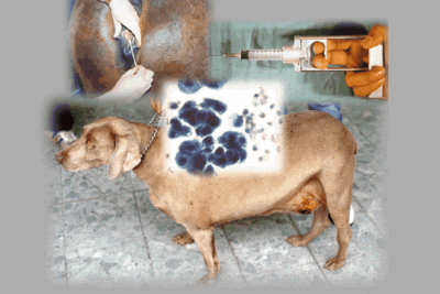 microbiología veterinaria