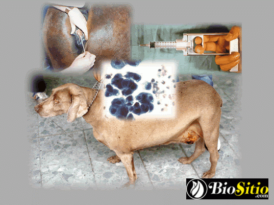 microbiología veterinaria