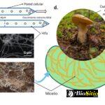 Moldes: Hongos Multicelulares Y Su Papel En La Industria Y La Medicina