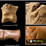 Paleontología De Icnofósiles