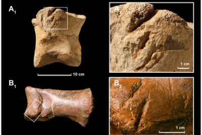 Paleontología De Icnofósiles