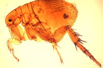 Pulex Irritans Y Xenopsylla Cheopis