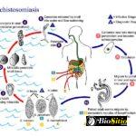 Schistosoma Mansoni